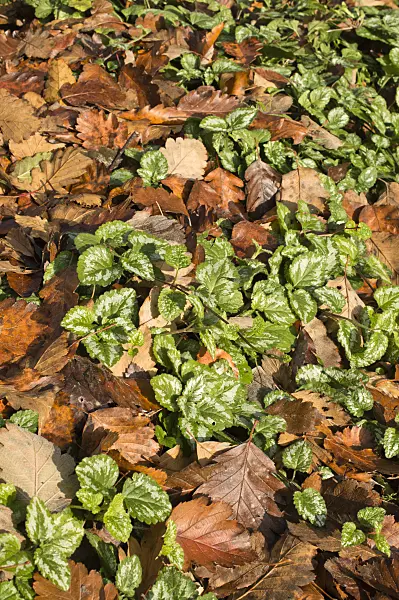 513147 - Gelbe Taubnessel (Lamium galeobdolon syn. Lamiastrum galeobdolon)