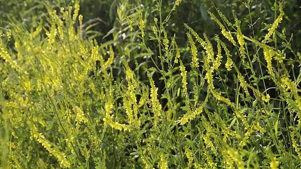509059 - Gelber Steinklee (Melilotus officinalis)