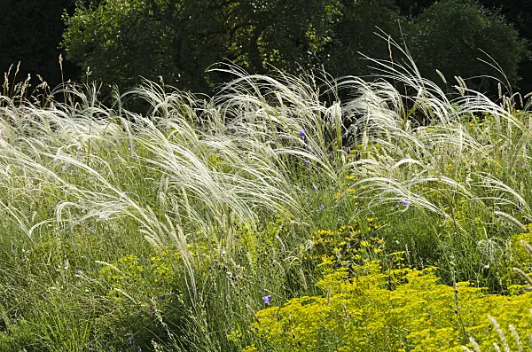 521128 - Gelbscheidiges Federgras (Stipa pulcherrima) und Steppenwolfsmilch (Euphorbia seguieriana)