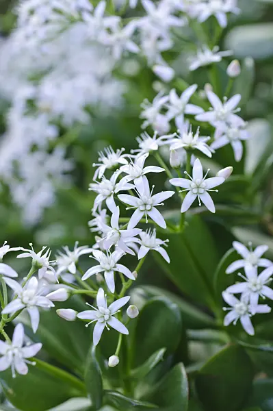 492006 - Geldbaum (Crassula ovata)