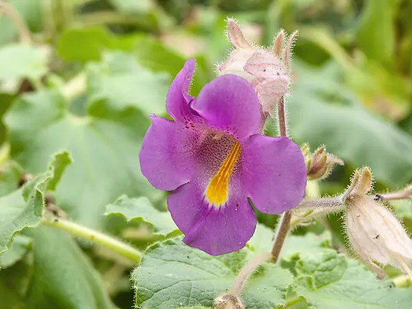 441023 - Gemshorn (Proboscidea louisianica)