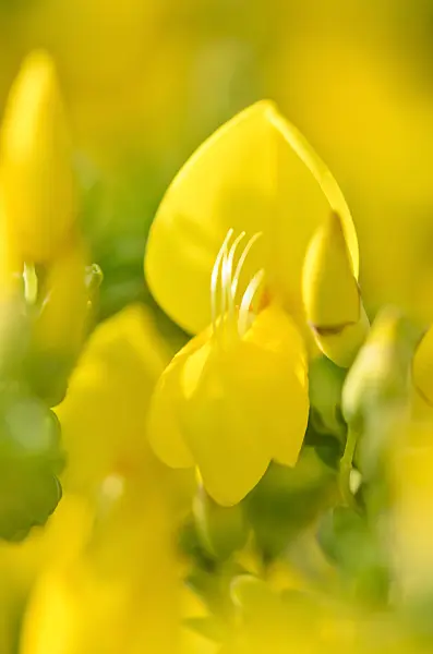 520436 - Genêt à balais (Cytisus scoparius)