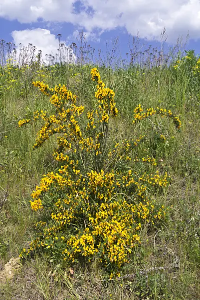 556115 - Genêt à balais (Cytisus scoparius)