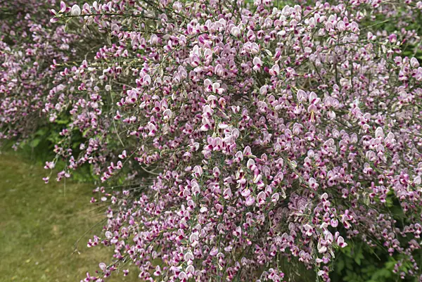 544189 - Genêt à balais (Cytisus scoparius 'Mrs Norman Henry')