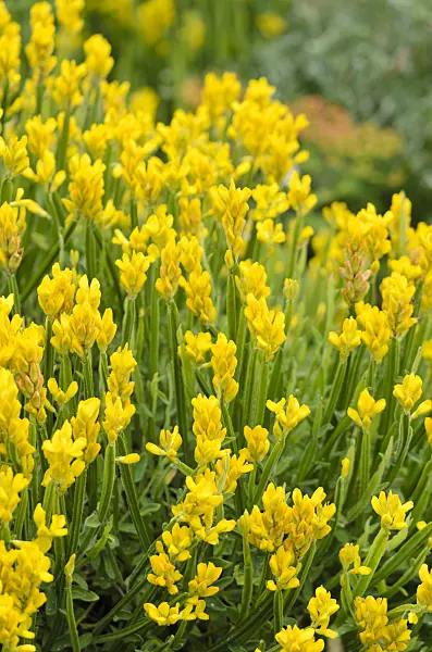 533559 - Genêt ailé (Chamaespartium sagittale syn. Genista sagittalis)