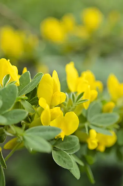 507173 - Genêt (Chamaecytisus ruthenicus)