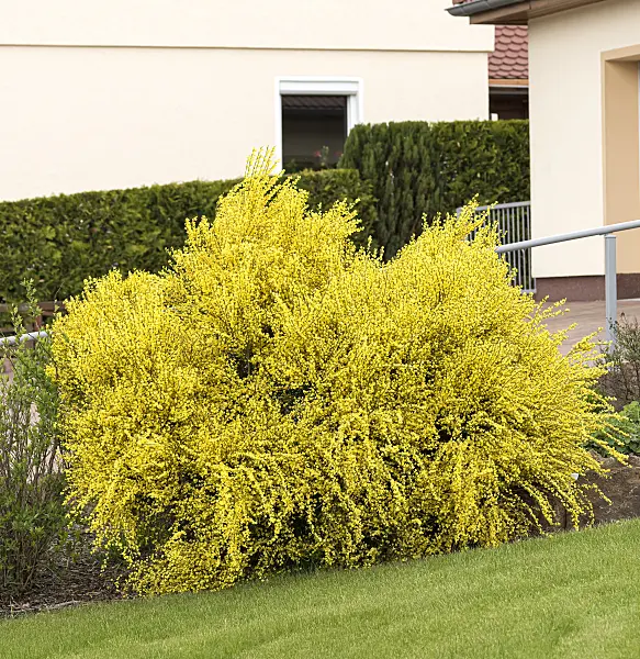 651207 - Genêt précoce (Cytisus x praecox 'Allgold')