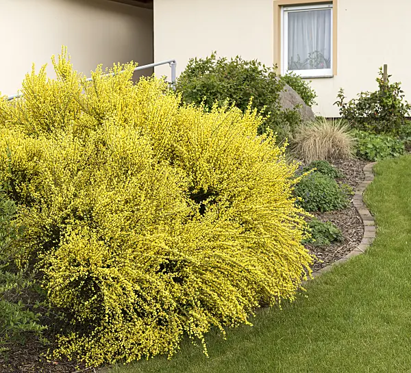 651208 - Genêt précoce (Cytisus x praecox 'Allgold')