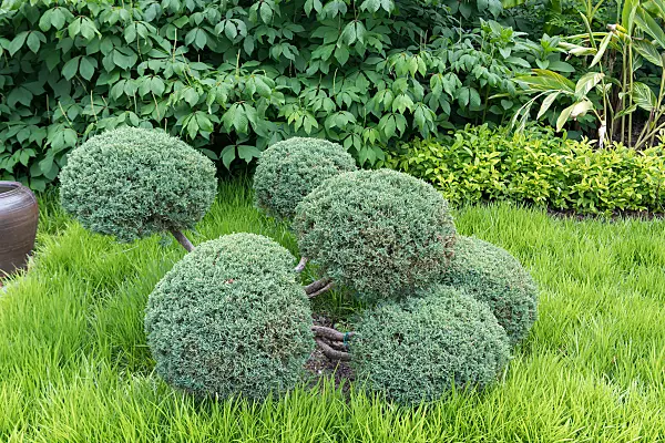 664215 - Genévrier de Virginie (Juniperus virginiana 'Hetz')
