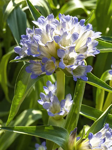 439251 - Gentian (Gentiana dendrologi)