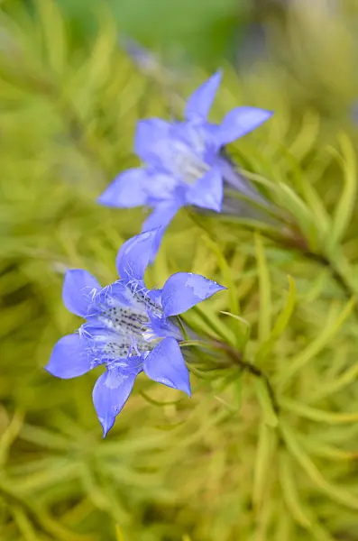 572034 - Gentian (Gentiana paradoxa)