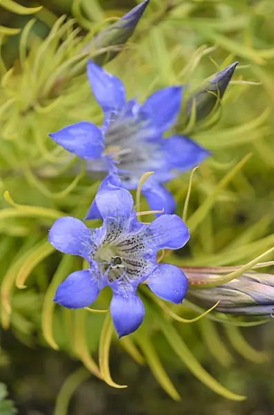 572035 - Gentian (Gentiana paradoxa)