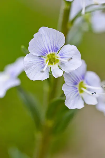 484034 - Gentian speedwell (Veronica gentianoides)