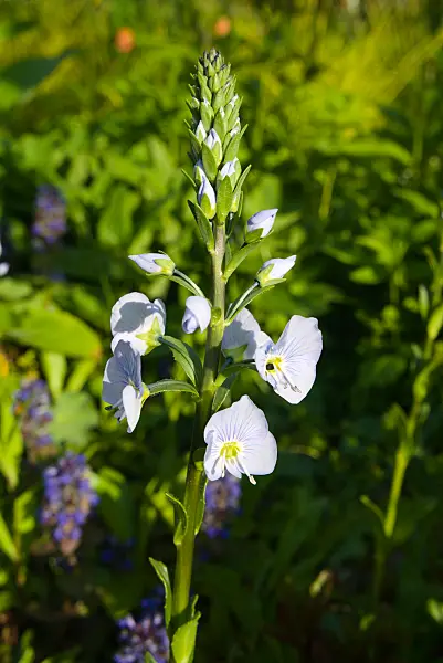 672036 - Gentian speedwell (Veronica gentianoides)