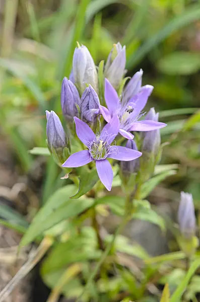 536085 - Gentianella lutescens