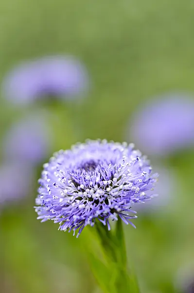 484031 - Gepunktete Kugelblume (Globularia punctata)