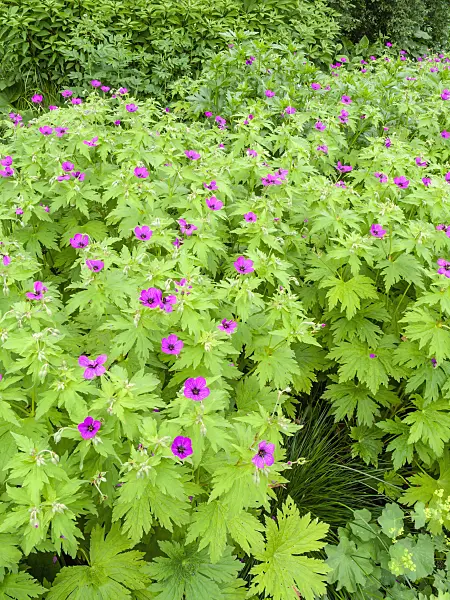 426162 - Géranium d'Arménie (Geranium psilostemon)