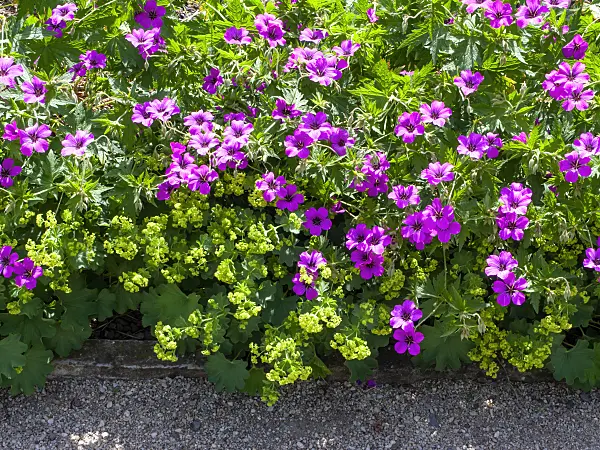 460164 - Géranium d'Arménie (Geranium psilostemon 'Patricia') et alchémille (Alchemilla)