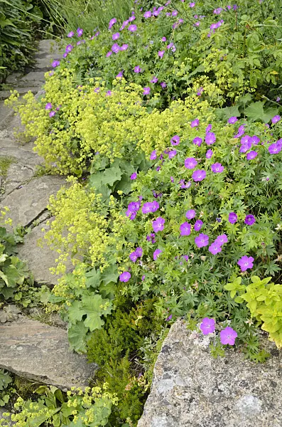 521347 - Géranium (Geranium) et alchémille (Alchemilla)