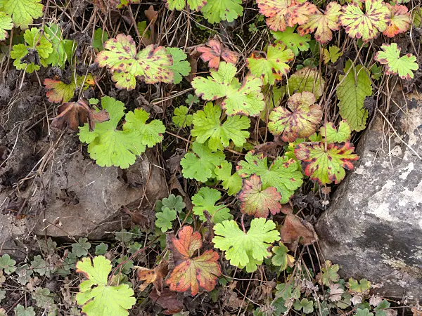 465252 - Géranium (Geranium platypetalum)