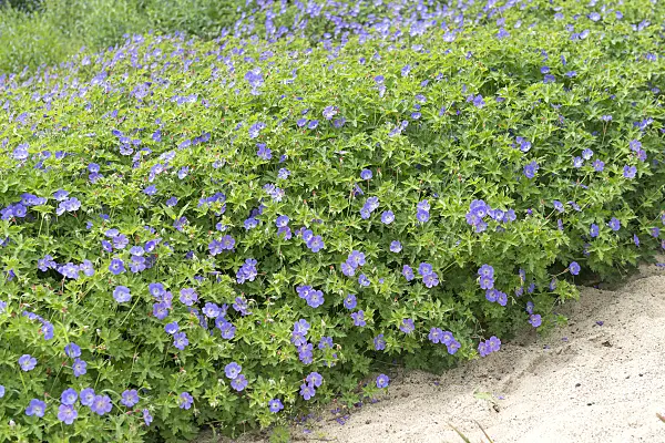 651298 - Géranium (Geranium wallichianum 'Rozanne')