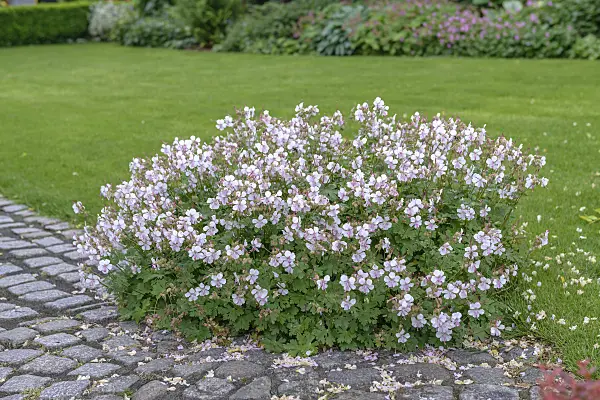 575110 - Géranium (Geranium x cantabrigiense 'Biokovo')
