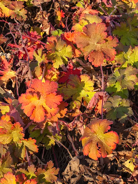 407003 - Géranium (Geranium x magnificum)