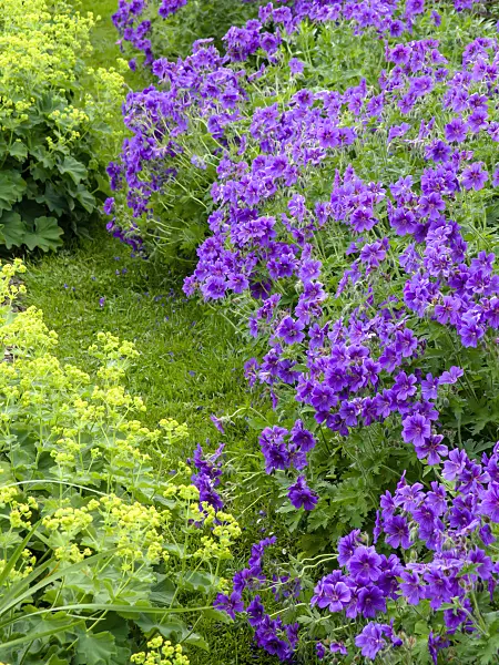 426071 - Géranium (Geranium x magnificum) et alchémille (Alchemilla mollis)