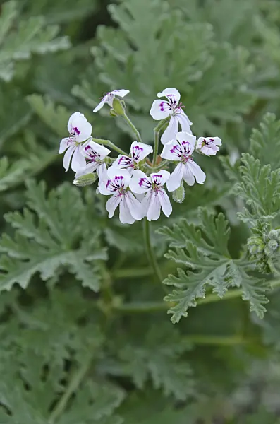 496376 - Géranium odorant (Pelargonium x blanfordianum)