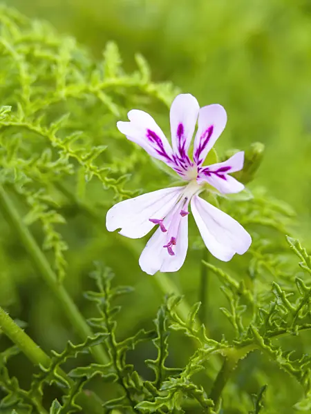 428005 - Géranium (Pelargonium fruticosum)
