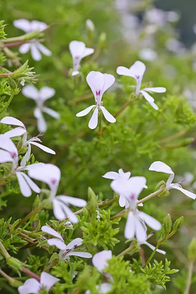 486197 - Géranium (Pelargonium fruticosum)