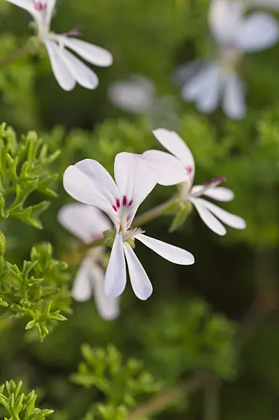 511320 - Géranium (Pelargonium fruticosum)