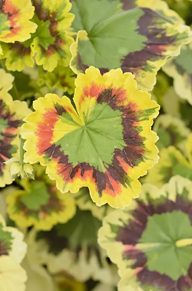 548046 - Géranium (Pelargonium Mrs. Pollock)