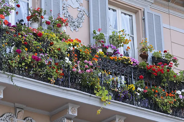 533100 - Géraniums (Geranium), capucines (Tropaeolum) et pétunias (Petunia)