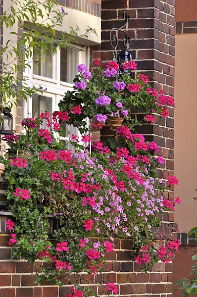 476281 - Géraniums (Pelargonium) et Calibrachoa sur un balcon