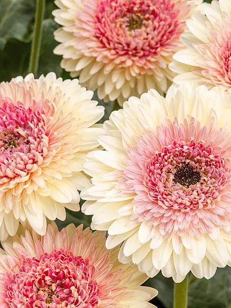 426171 - Gerbera
