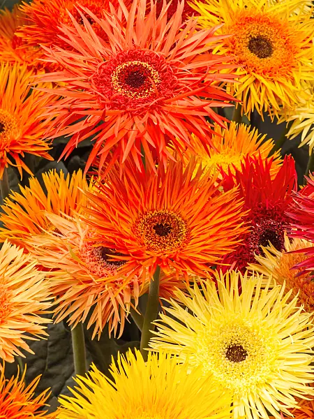 426173 - Gerbera