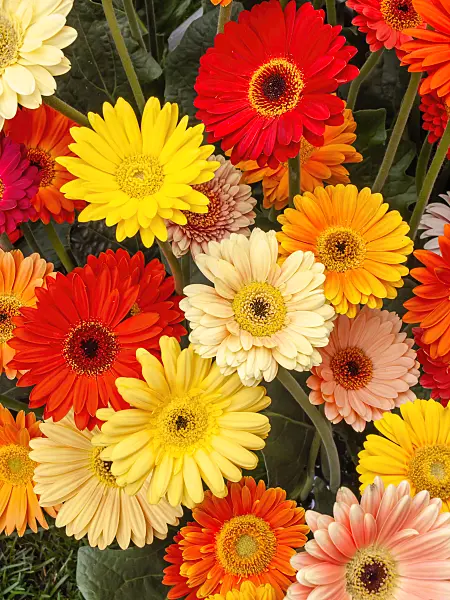 426174 - Gerbera