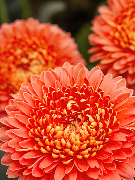 426175 - Gerbera