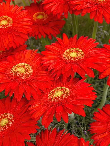 426176 - Gerbera