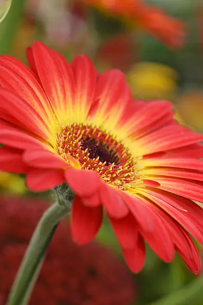 477071 - Gerbera