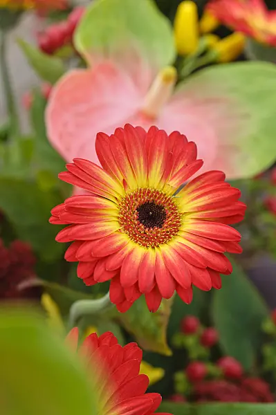 477070 - Gerbera and flamingo flower (Anthurium)