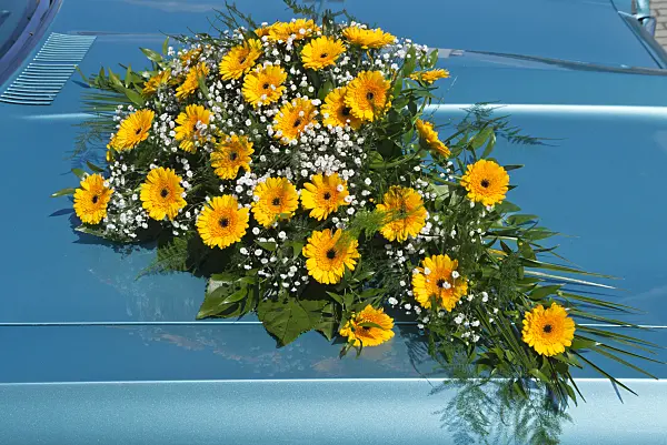 559132 - Gerbera and gypsophilas (Gypsophila)