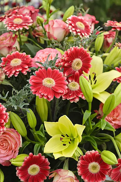 477063 - Gerbera and lily (Lilium)