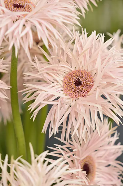 571077 - Gerbera Creme Springs