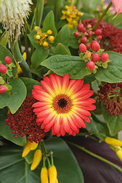 477072 - Gerbera, decorative pepper (Capsicum) and St. John's wort (Hypericum)