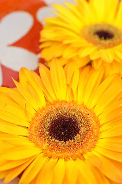 484097 - Gerbera flowers in a bowl