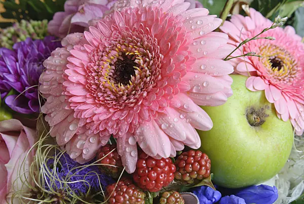 475298 - Gerbera, orchard apple (Malus x domestica) and blackberry (Rubus fruticosus)