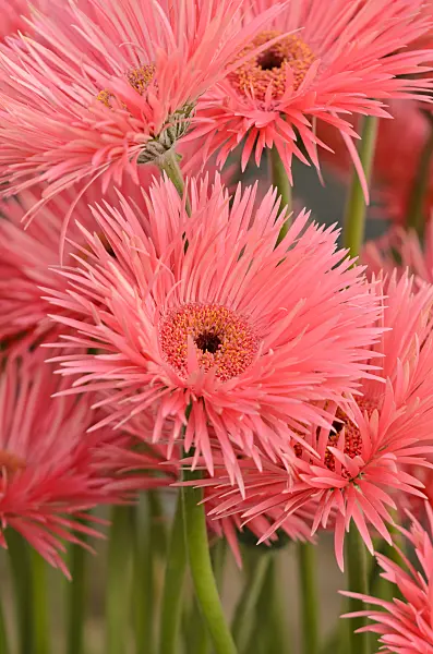 571076 - Gerbera Pink Springs