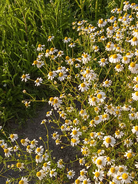 401282 - German chanomile (Matricaria recutita syn. Matricaria chamomilla)